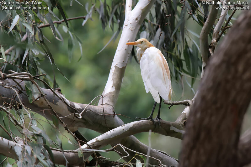 Eastern Cattle Egretadult breeding, habitat