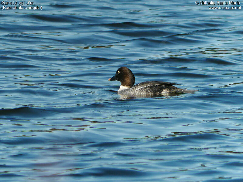 Common Goldeneye female adult, identification, habitat, swimming