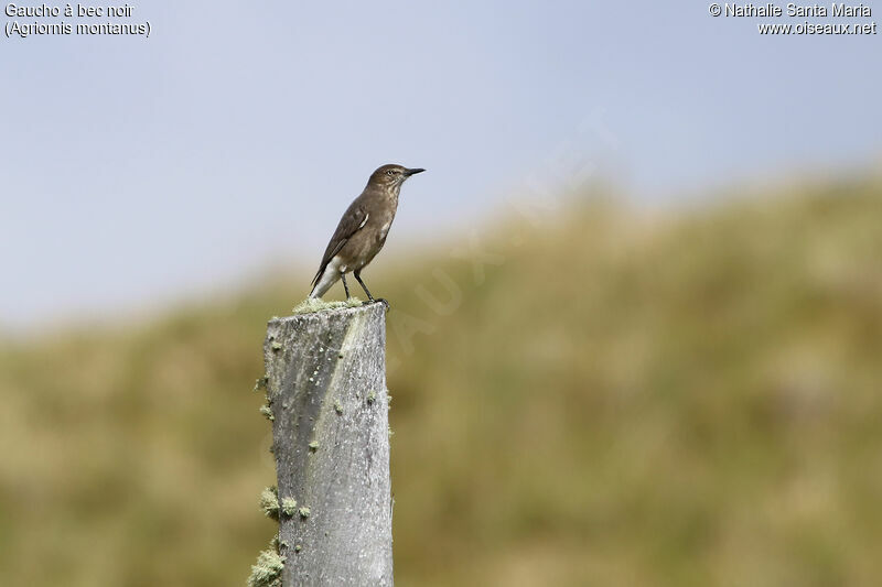 Black-billed Shrike-Tyrantadult, habitat, fishing/hunting