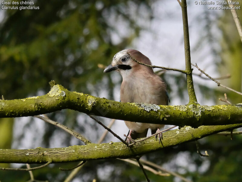 Eurasian Jayadult