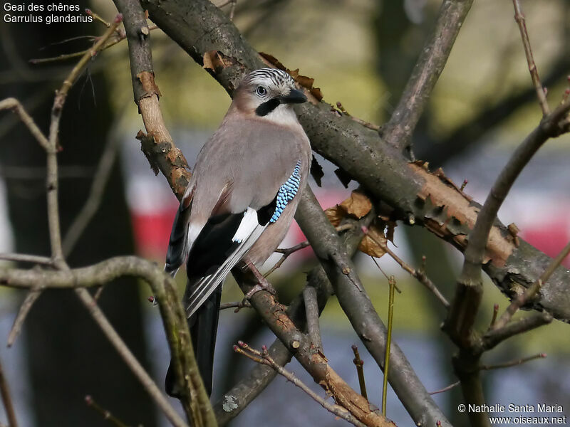 Eurasian Jayadult