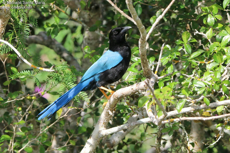 Geai du Yucatanadulte, identification