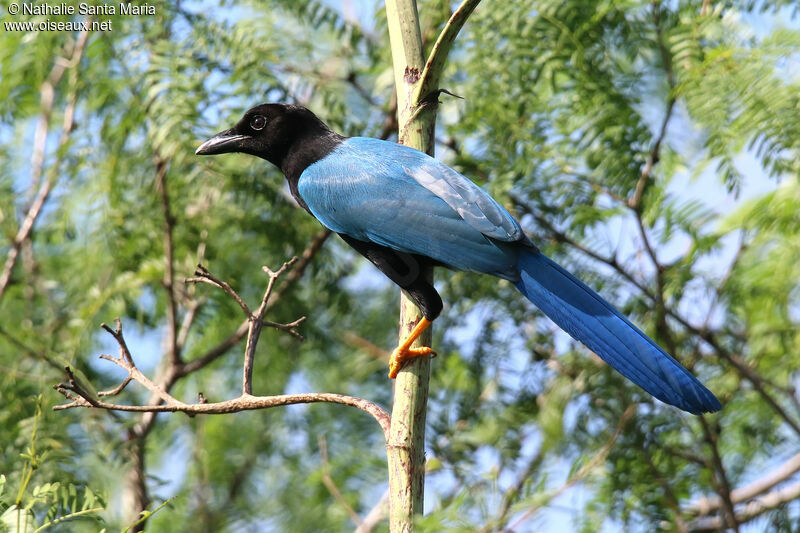 Geai du Yucatanadulte, identification