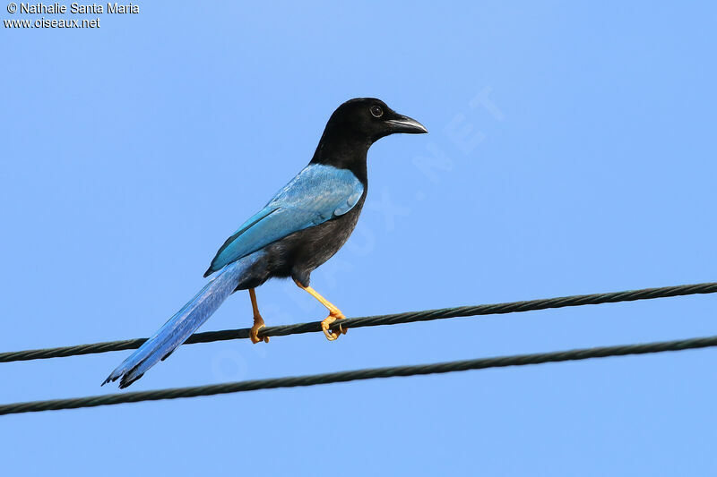 Geai du Yucatanadulte, identification