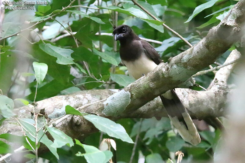 Brown Jayadult, identification