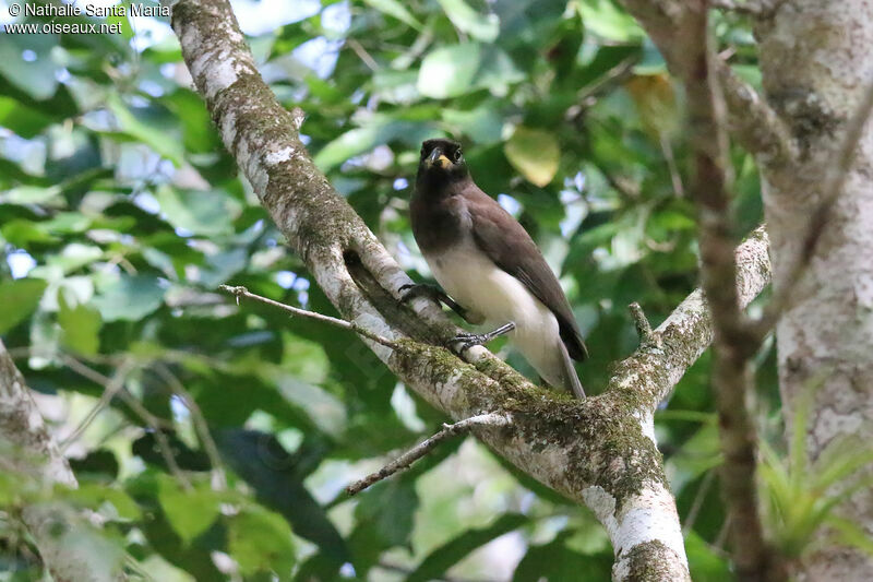 Geai enfuméimmature, identification