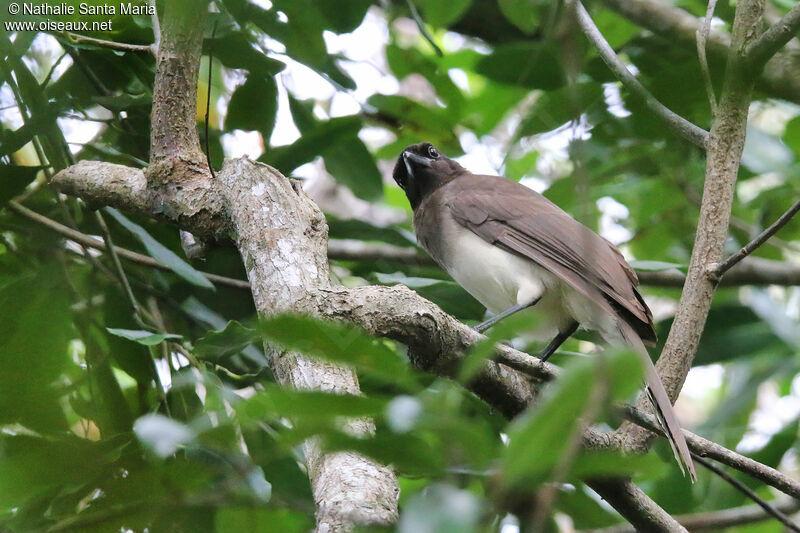 Geai enfuméadulte, habitat