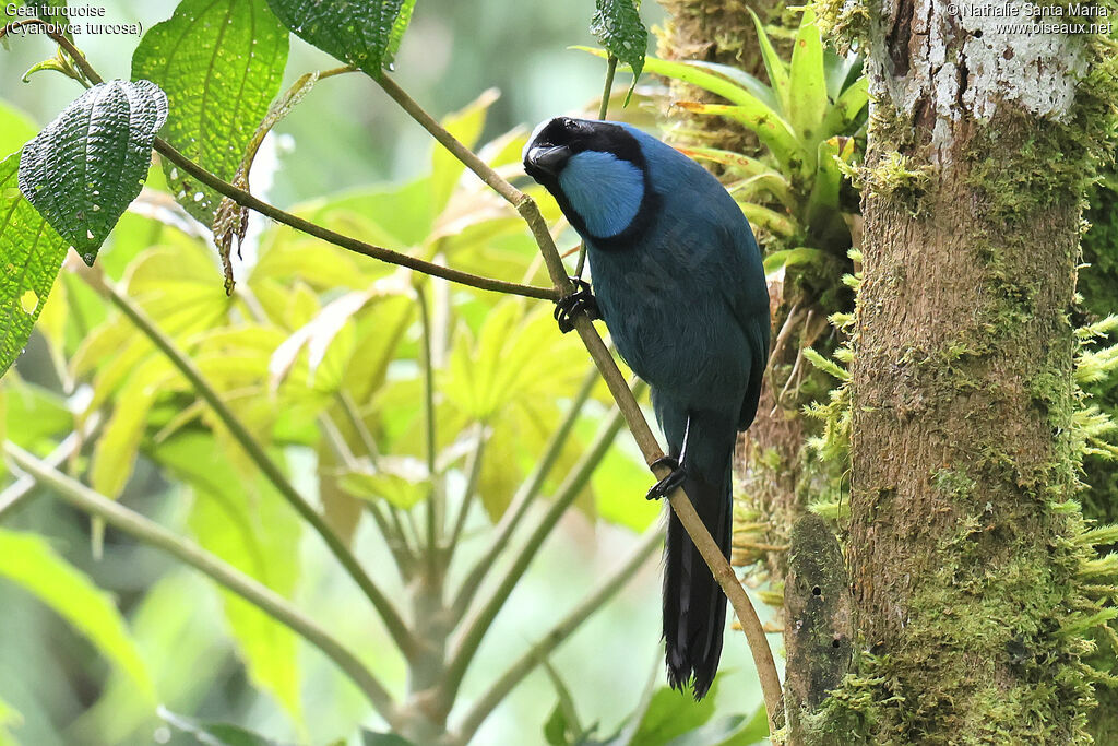 Turquoise Jay