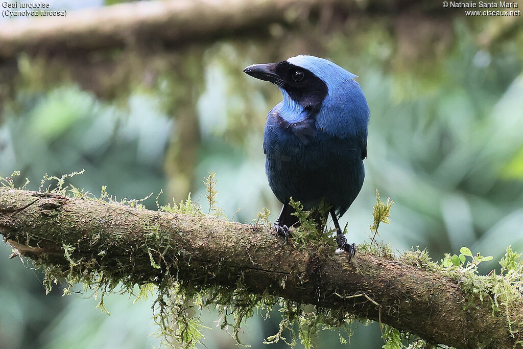 Turquoise Jay
