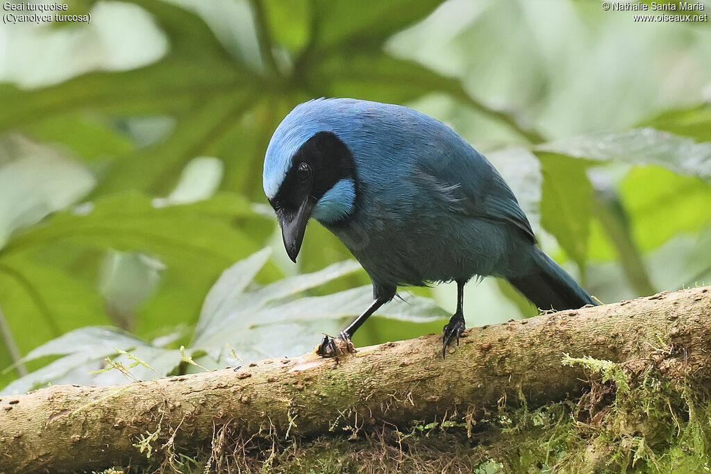 Turquoise Jay