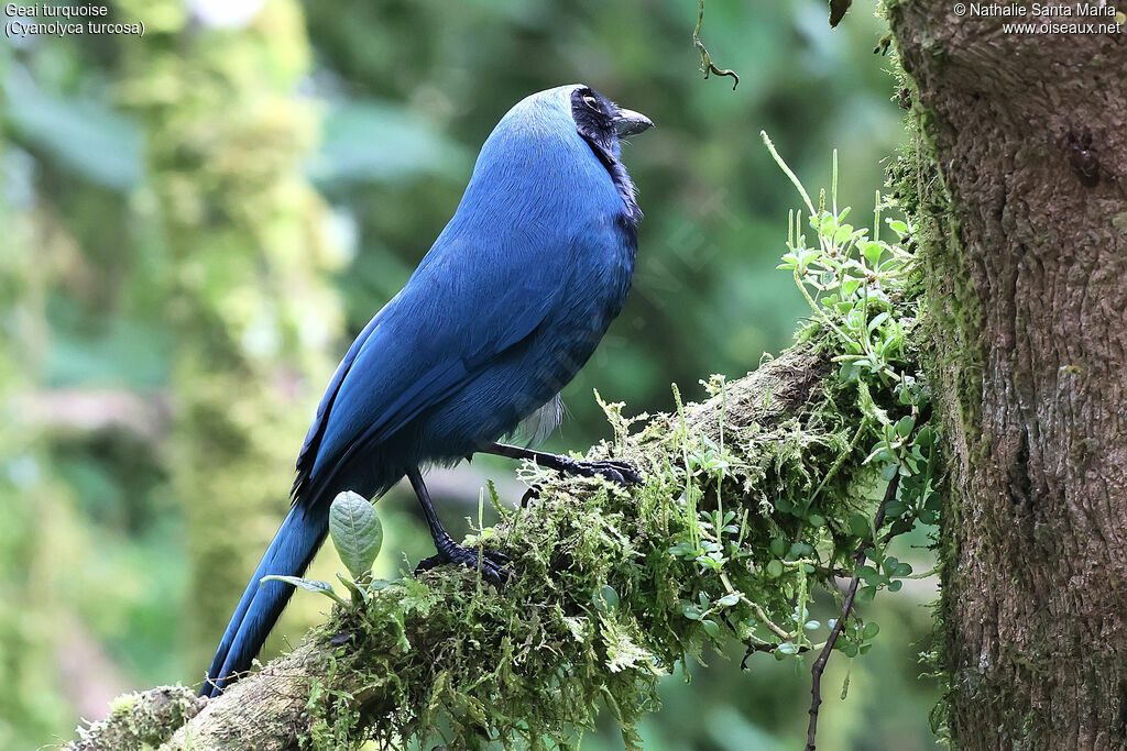 Turquoise Jay