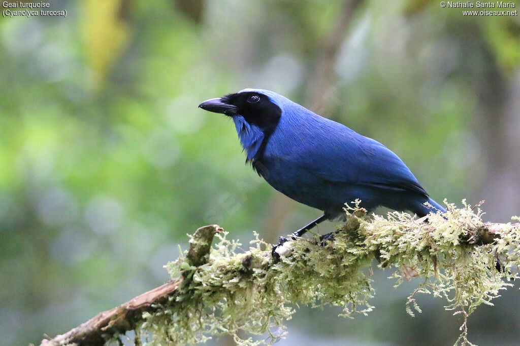 Turquoise Jay