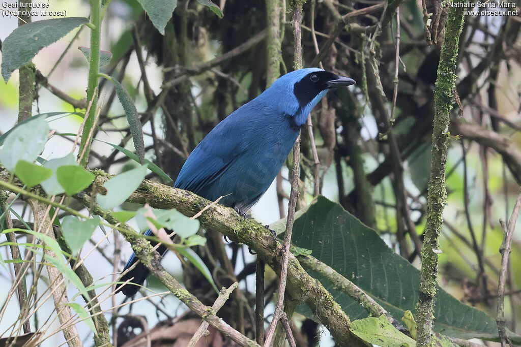 Turquoise Jay