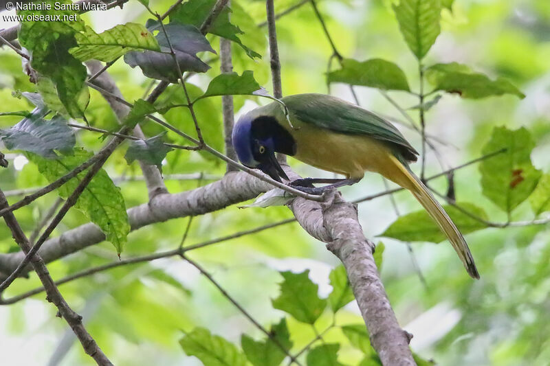 Inca Jay, identification, eats