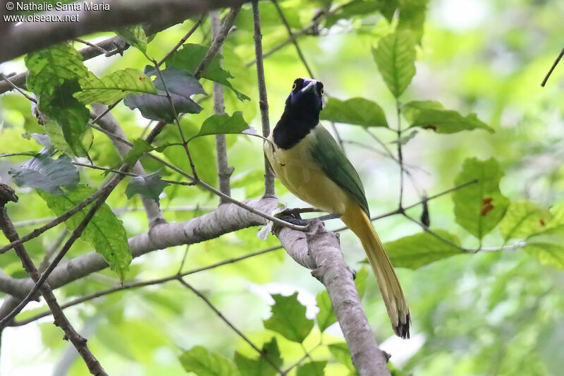 Inca Jay, habitat