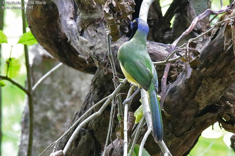 Inca Jayadult, identification