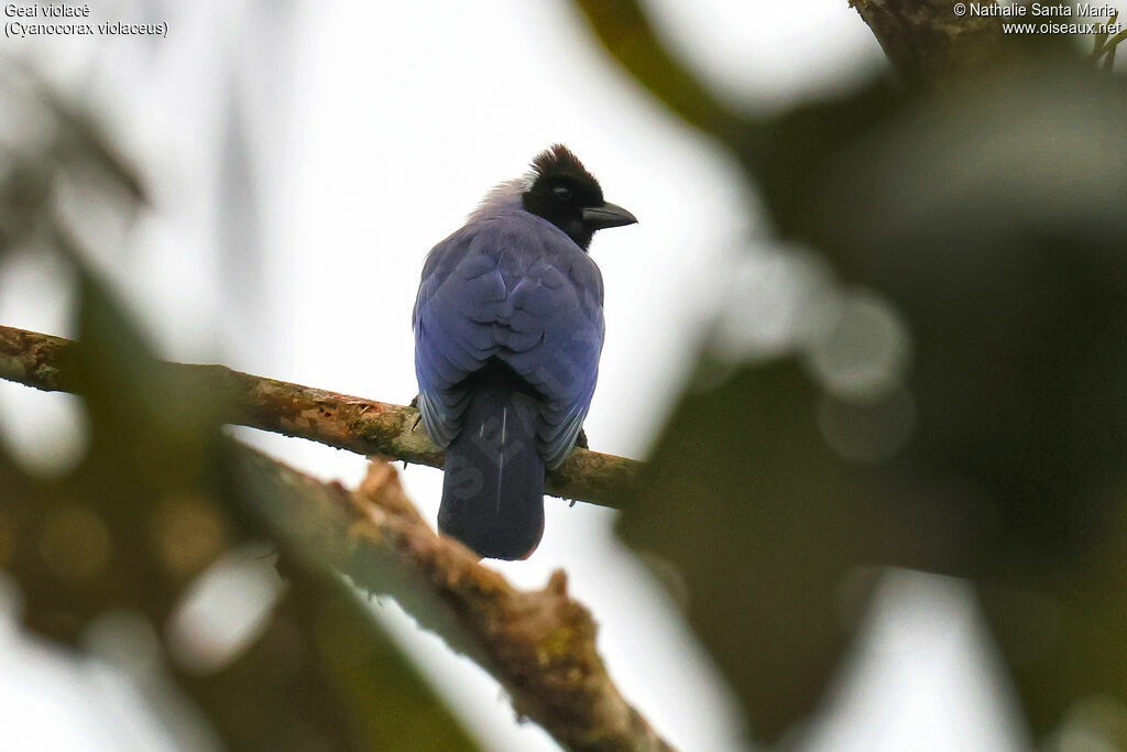 Violaceous Jay