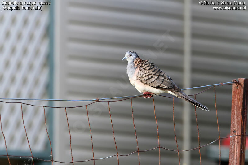 Bar-shouldered Doveadult, identification