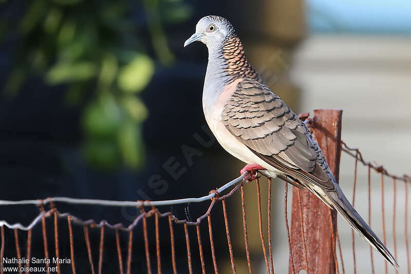 Bar-shouldered Doveadult, identification