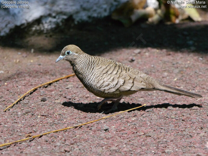 Géopélie zébréeimmature, identification, habitat, marche