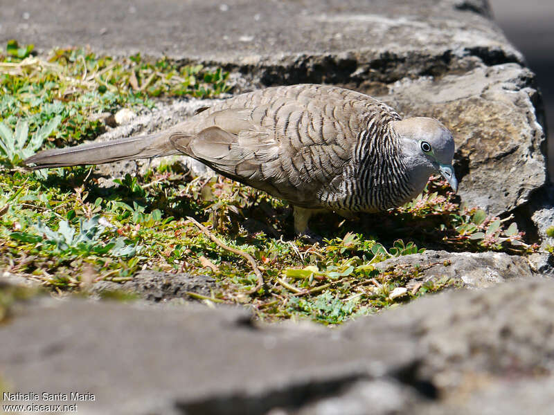 Géopélie zébréeadulte, identification, marche, mange