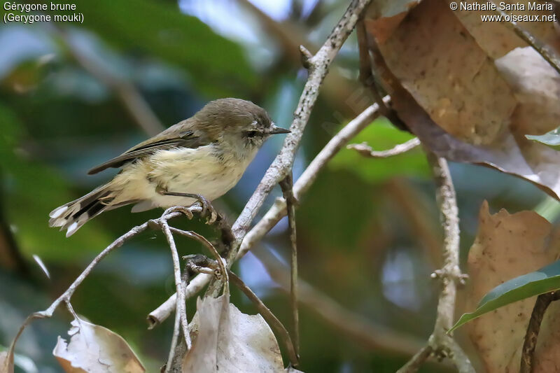 Gérygone brune, identification