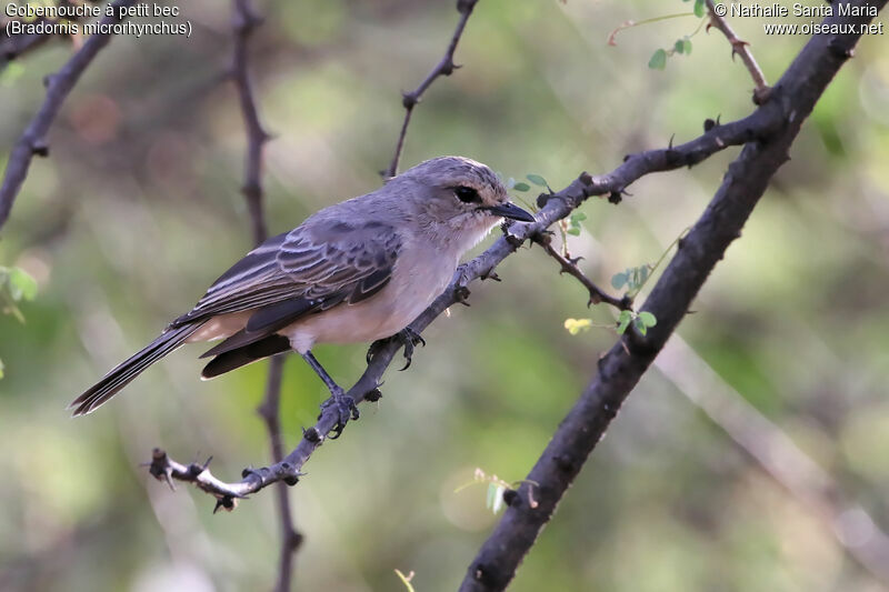 Gobemouche à petit becadulte, identification, habitat