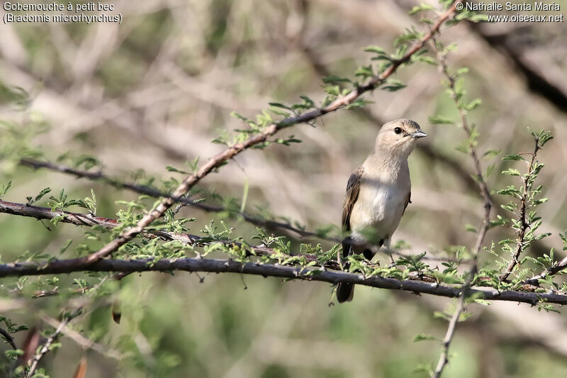 Gobemouche à petit becadulte, identification, habitat