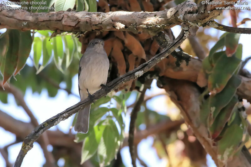 Gobemouche chocolatadulte, identification, habitat