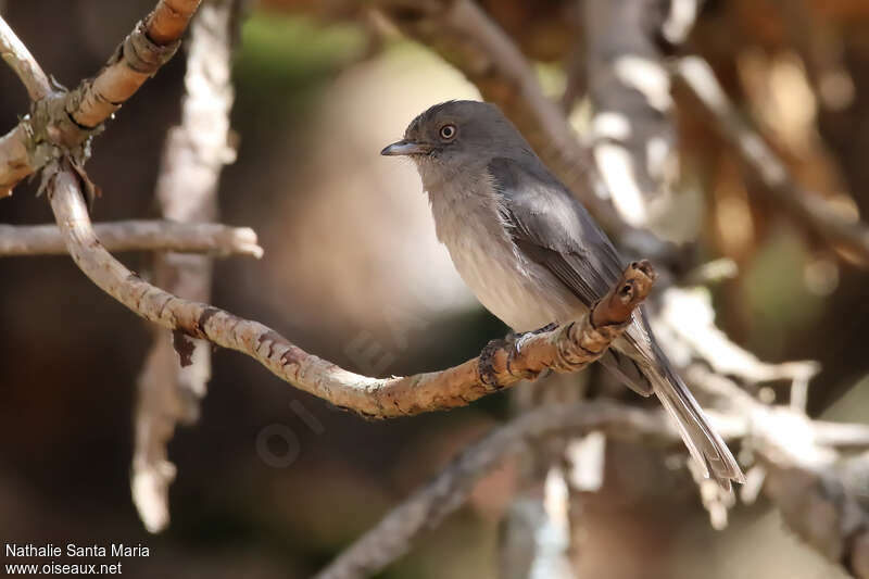 Abyssinian Slaty Flycatcheradult, identification