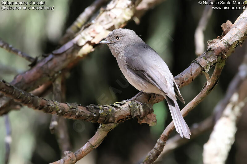 Abyssinian Slaty Flycatcheradult, identification, habitat