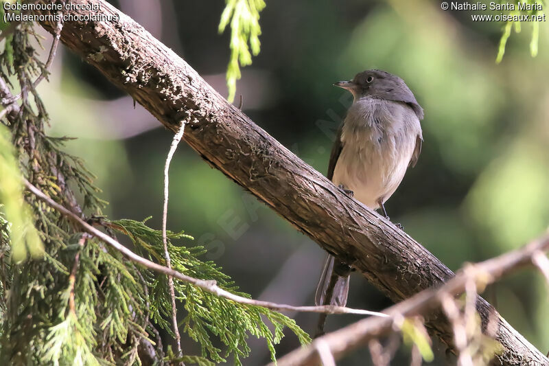 Abyssinian Slaty Flycatcheradult, identification, habitat