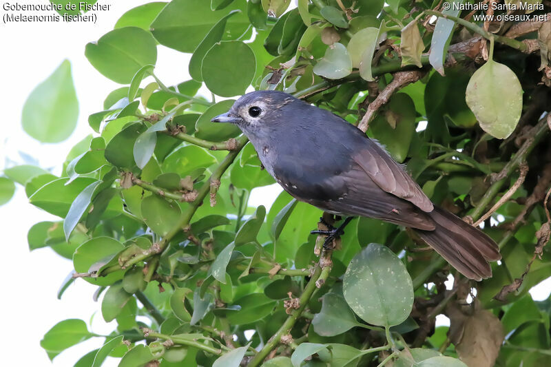 White-eyed Slaty Flycatcheradult, identification, habitat