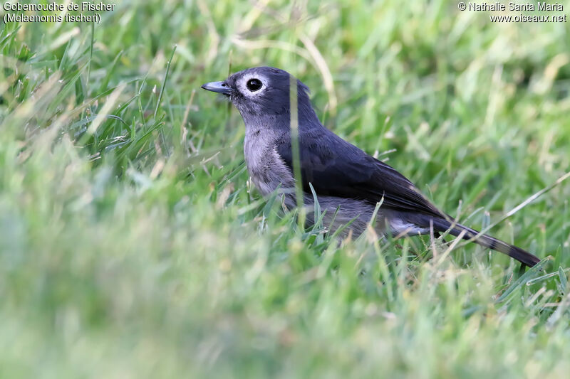 White-eyed Slaty Flycatcheradult, identification, habitat