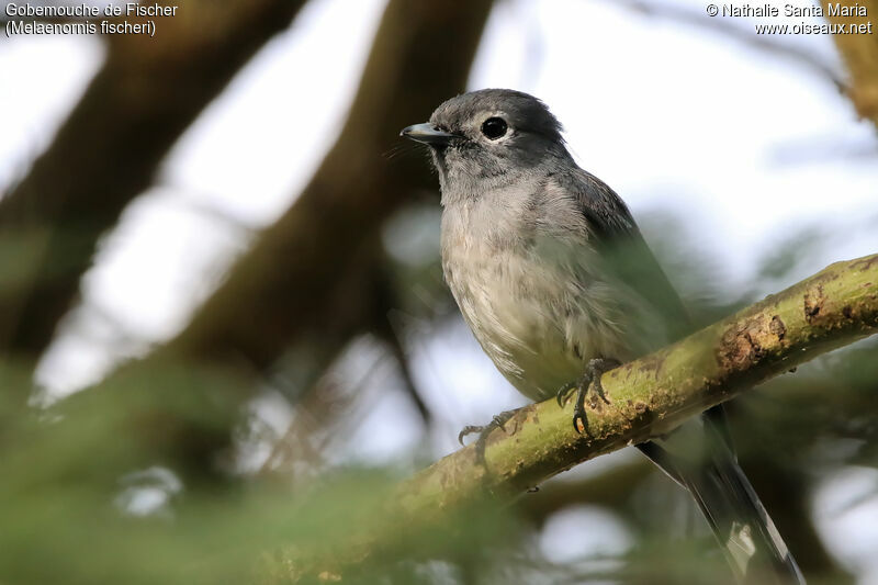 White-eyed Slaty Flycatcheradult, identification