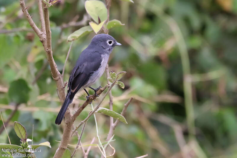 White-eyed Slaty Flycatcheradult, identification, Behaviour