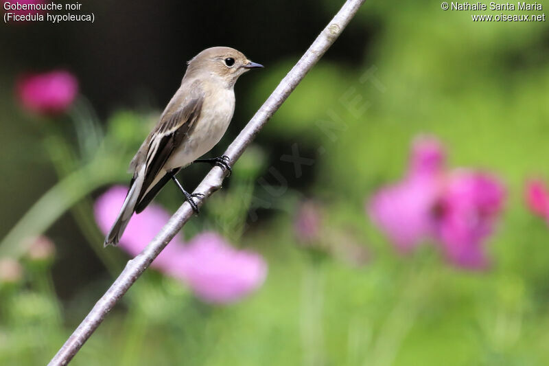 Gobemouche noir, identification, Comportement