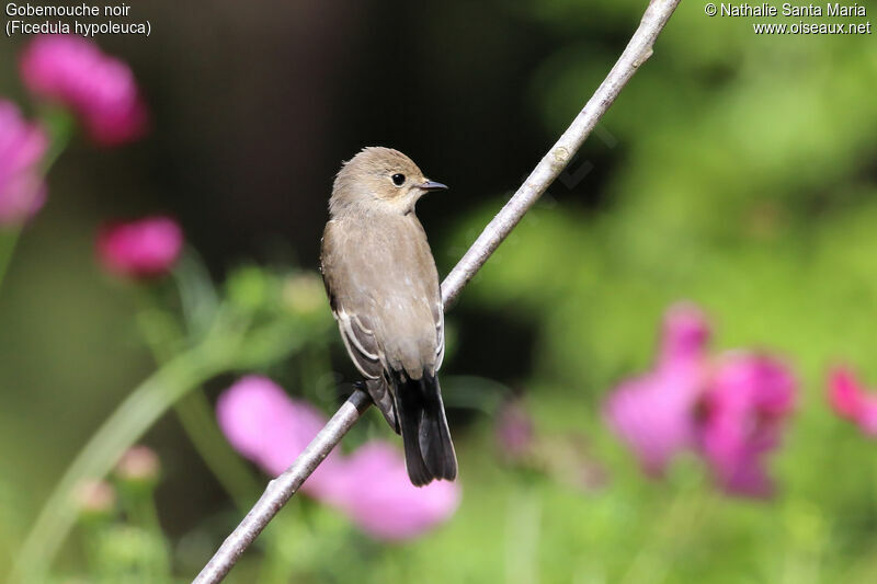 European Pied Flycatcheradult, identification, Behaviour