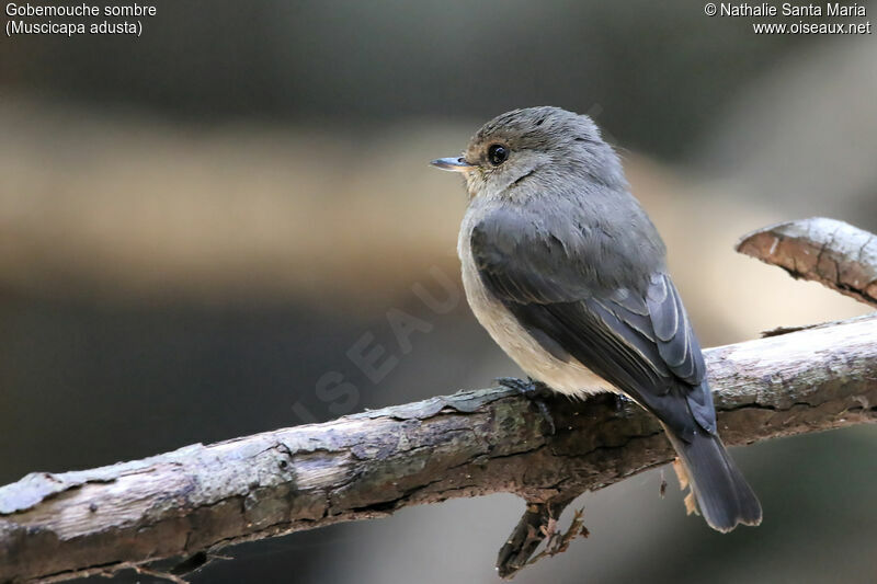 Gobemouche sombreadulte, identification, habitat, Comportement