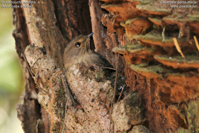 Gobemouche sombre femelle adulte, identification, habitat, Nidification