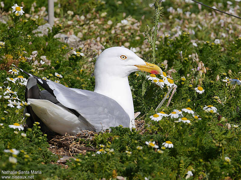 European Herring Gulladult, Reproduction-nesting