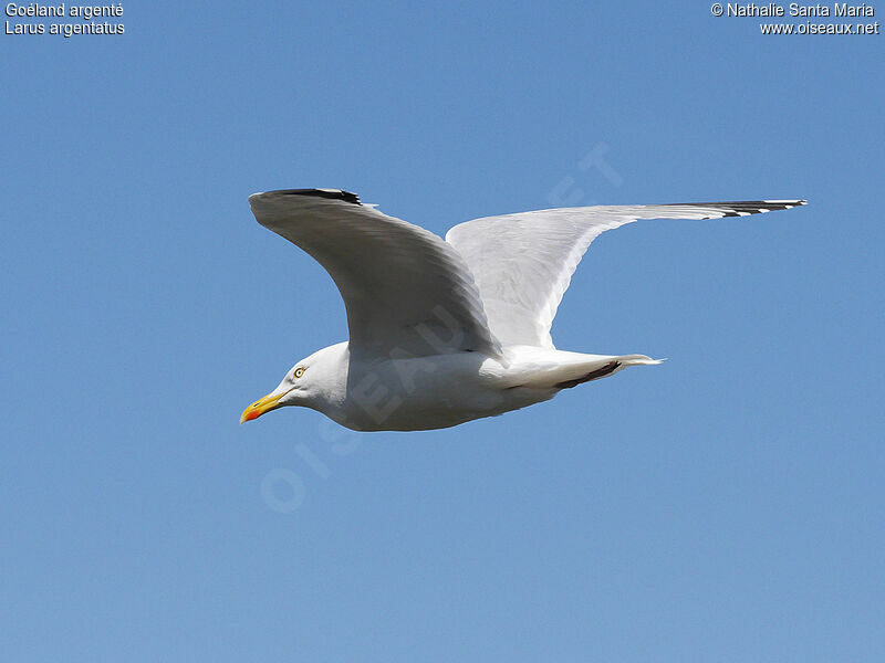 European Herring Gulladult, Flight