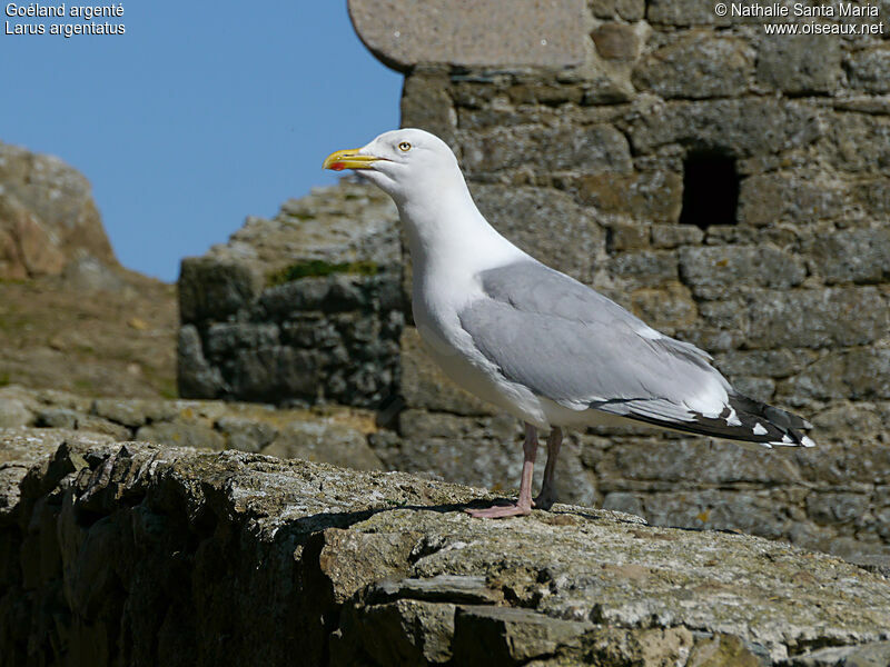 European Herring Gulladult breeding, identification, Behaviour