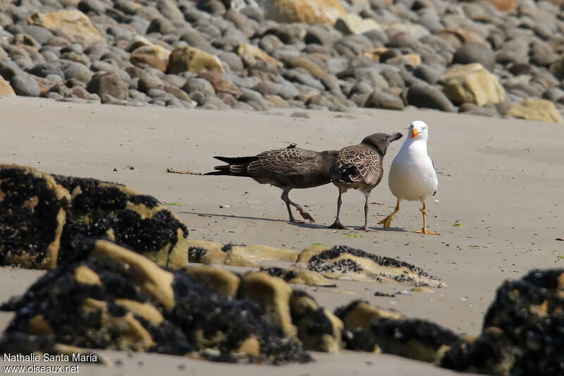 Pacific Gull, Reproduction-nesting