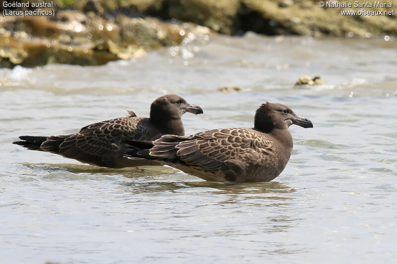 Pacific Gulljuvenile