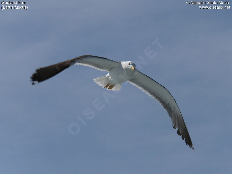 Lesser Black-backed Gulladult, identification, Flight