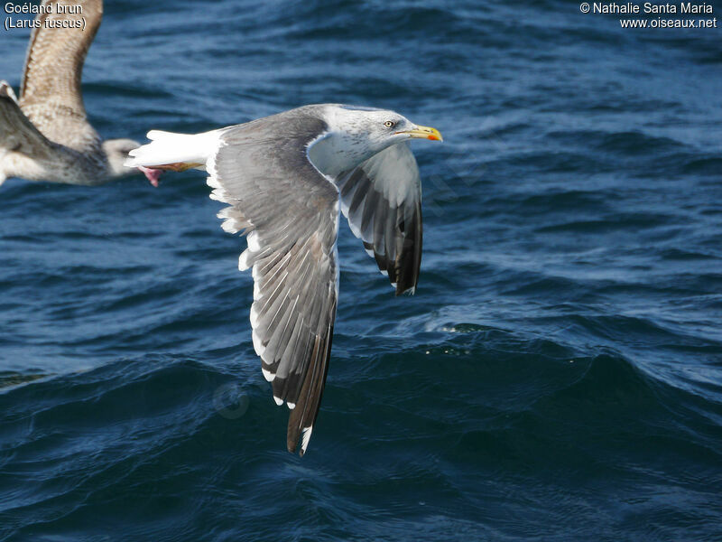 Lesser Black-backed Gulladult post breeding, identification, Flight