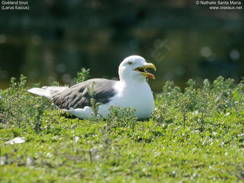 Goéland brunadulte, identification, Comportement