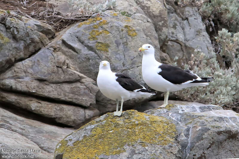 Goéland dominicainadulte nuptial, habitat, pigmentation