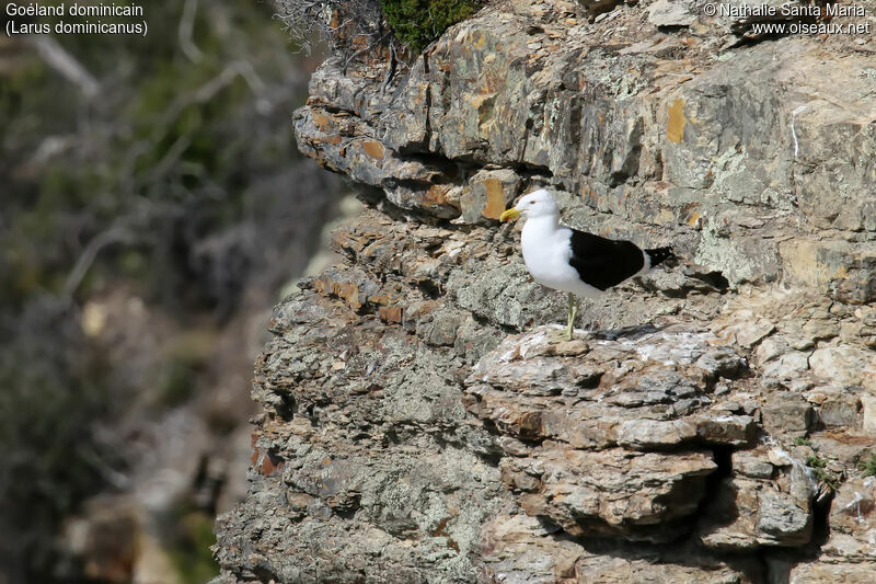 Goéland dominicainadulte, habitat